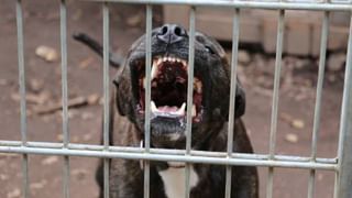 Viral Video: 6 ವರ್ಷದ ಮಗುವಿನ ಮೇಲೆ ದಾಳಿ ಮಾಡಿ ಕಿವಿ ಕಚ್ಚಿದ ಪಿಟ್‌ಬುಲ್