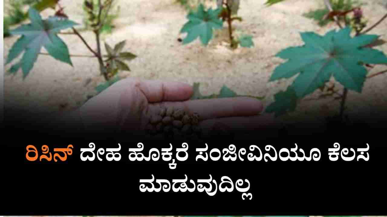 Explainer: ಅಮೋನಿಯಂ ನೈಟ್ರೇಟ್, ರಿಸಿನ್ ಬಳಸಿ ಭಾರತದಲ್ಲಿ ರಾಸಾಯನಿಕ ದಾಳಿಗೆ ಪ್ಲ್ಯಾನ್ , ರಿಸಿನ್ ದೇಹ ಹೊಕ್ಕರೆ ಸಂಜೀವಿನಿಯೂ ಕೆಲಸ ಮಾಡದು