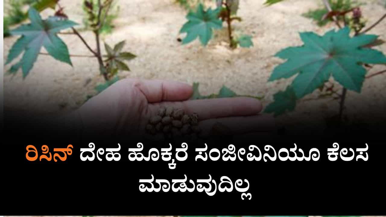 Explainer: ಅಮೋನಿಯಂ ನೈಟ್ರೇಟ್, ರಿಸಿನ್ ಬಳಸಿ ಭಾರತದಲ್ಲಿ ರಾಸಾಯನಿಕ ದಾಳಿಗೆ ಪ್ಲ್ಯಾನ್ , ರಿಸಿನ್ ದೇಹ ಹೊಕ್ಕರೆ ಸಂಜೀವಿನಿಯೂ ಕೆಲಸ ಮಾಡದು Explainer: ಅಮೋನಿಯಂ ನೈಟ್ರೇಟ್, ರಿಸಿನ್ ಬಳಸಿ ಭಾರತದಲ್ಲಿ ರಾಸಾಯನಿಕ ದಾಳಿಗೆ ಪ್ಲ್ಯಾನ್ , ರಿಸಿನ್ ದೇಹ ಹೊಕ್ಕರೆ ಸಂಜೀವಿನಿಯೂ ಕೆಲಸ ಮಾಡದು