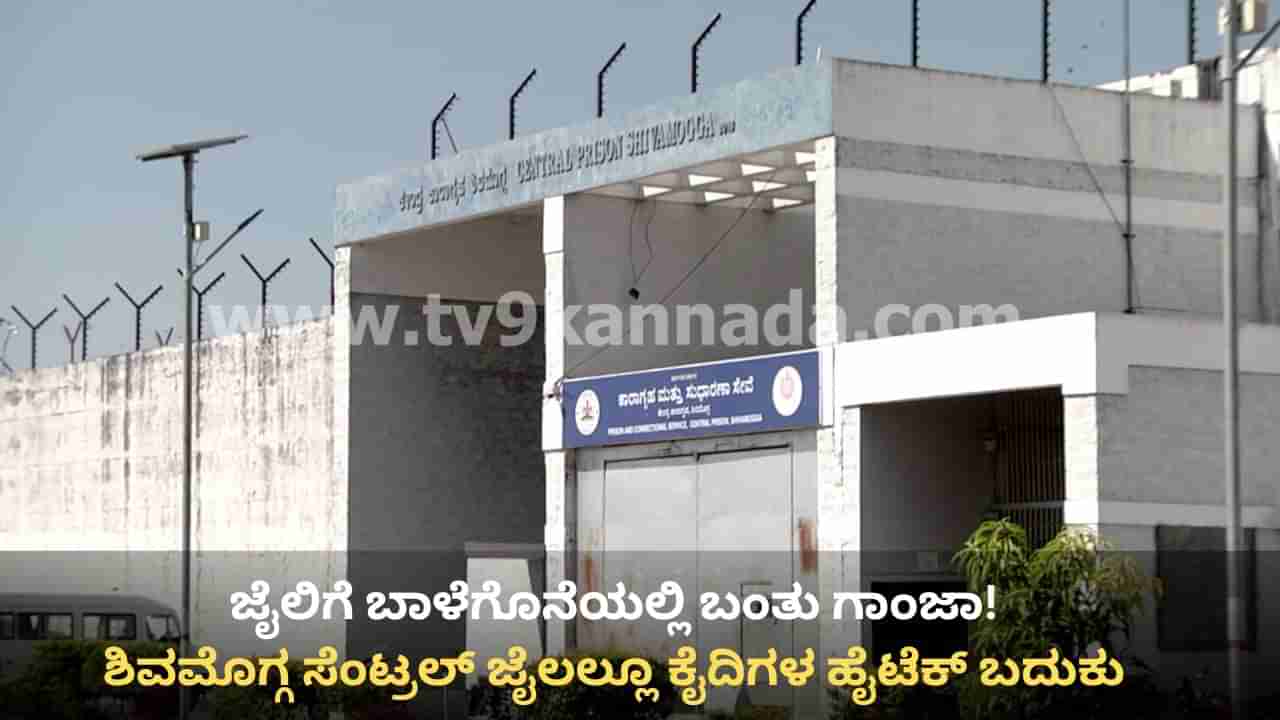 ಬಾಳೆಗೊನೆಯಲ್ಲಿ, ಸಿಬ್ಬಂದಿ ಒಳ ಉಡುಪಿನಲ್ಲಿ ಜೈಲಿಗೆ ಬಂತು ಗಾಂಜಾ! ಪರಪ್ಪನ ಅಗ್ರಹಾರ ಬಳಿಕ ಶಿವಮೊಗ್ಗದಲ್ಲಿ ಕೈದಿಗಳ ಹೈಟೆಕ್ ಬದುಕು ಬಯಲು