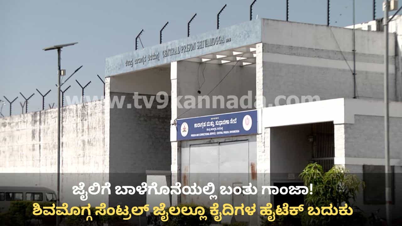 ಬಾಳೆಗೊನೆಯಲ್ಲಿ, ಸಿಬ್ಬಂದಿ ಒಳ ಉಡುಪಿನಲ್ಲಿ ಜೈಲಿಗೆ ಬಂತು ಗಾಂಜಾ! ಪರಪ್ಪನ ಅಗ್ರಹಾರ ಬಳಿಕ ಶಿವಮೊಗ್ಗದಲ್ಲಿ ಕೈದಿಗಳ ಹೈಟೆಕ್ ಬದುಕು ಬಯಲು ಬಾಳೆಗೊನೆಯಲ್ಲಿ, ಸಿಬ್ಬಂದಿ ಒಳ ಉಡುಪಿನಲ್ಲಿ ಜೈಲಿಗೆ ಬಂತು ಗಾಂಜಾ! ಪರಪ್ಪನ ಅಗ್ರಹಾರ ಬಳಿಕ ಶಿವಮೊಗ್ಗದಲ್ಲಿ ಕೈದಿಗಳ ಹೈಟೆಕ್ ಬದುಕು ಬಯಲು