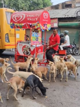ಬೀದಿ ನಾಯಿಗಳ ಹಸಿವು ನೀಗಿಸಿದ ವ್ಯಕ್ತಿ