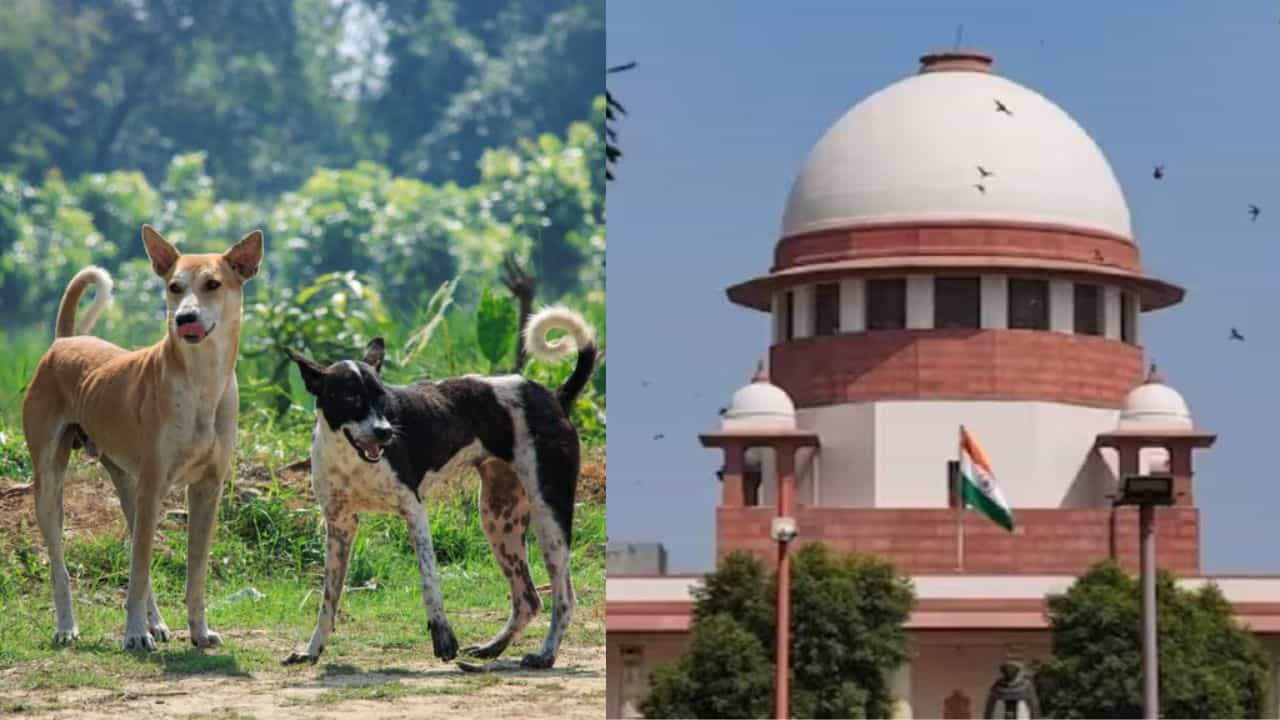 ಬೀದಿನಾಯಿ ನಿಯಂತ್ರಣಕ್ಕೆ ಏನೆಲ್ಲ ಕ್ರಮ?: ಸುಪ್ರೀಂಗೆ ವರದಿ ಸಲ್ಲಿಸಿದ ಕರ್ನಾಟಕ