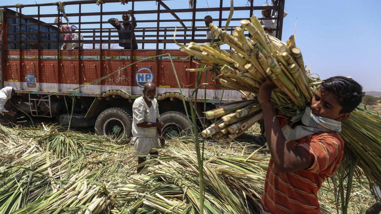 ಕಬ್ಬು ಬೆಳೆಗಾರರ ಹೋರಾಟ: ಟನ್​ ಕಬ್ಬಿಗೆ 3500 ರೂ. ಕೊಟ್ಟರೆ ಕಾರ್ಖಾನೆಗಳಿಗೆ ನಿಜಕ್ಕೂ ನಷ್ಟವಾಗುತ್ತಾ?