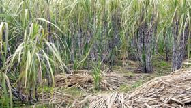 ಈ ವರ್ಷ ಸಕ್ಕರೆ ಉತ್ಪಾದನೆ ಶೇ. 16ರಷ್ಟು ಹೆಚ್ಚುವ ನಿರೀಕ್ಷೆ