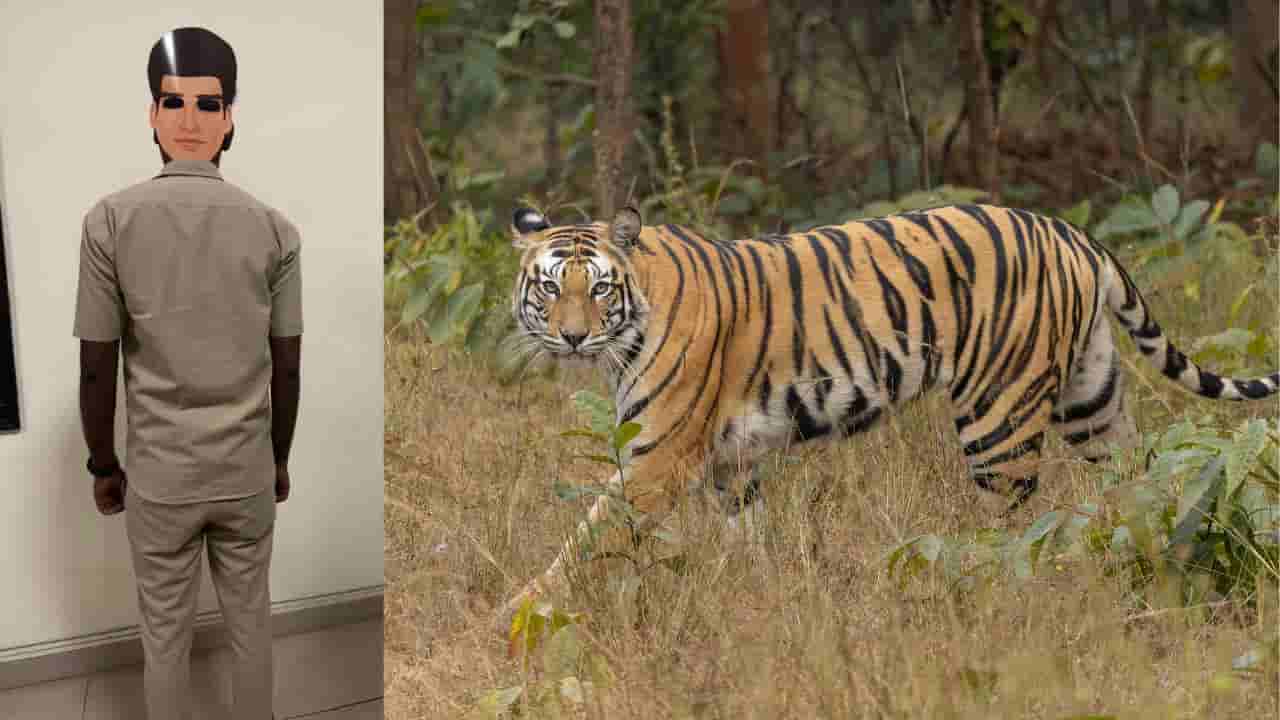 ಹುಲಿ ದಾಳಿ ತಡೆಗೆ ಸುಂದರ್ಬನ್ಸ್ ವಿಧಾನ: ಏನಿದು ಅರಣ್ಯ ಇಲಾಖೆಯ ಹೊಸ ಪ್ಲ್ಯಾನ್?