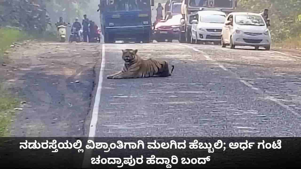 ನಡುರಸ್ತೆಯಲ್ಲಿ ವಿಶ್ರಾಂತಿಗಾಗಿ ಮಲಗಿದ ಹೆಬ್ಬುಲಿ; ಅರ್ಧ ಗಂಟೆ ಚಂದ್ರಾಪುರ ಹೆದ್ದಾರಿ ಬಂದ್