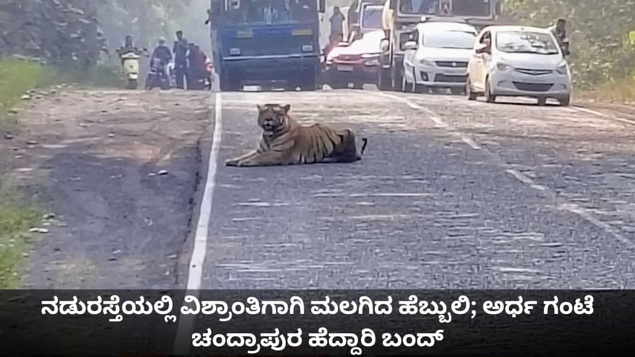 ನಡುರಸ್ತೆಯಲ್ಲಿ ವಿಶ್ರಾಂತಿಗಾಗಿ ಮಲಗಿದ ಹೆಬ್ಬುಲಿ; ಅರ್ಧ ಗಂಟೆ ಚಂದ್ರಾಪುರ ಹೆದ್ದಾರಿ ಬಂದ್