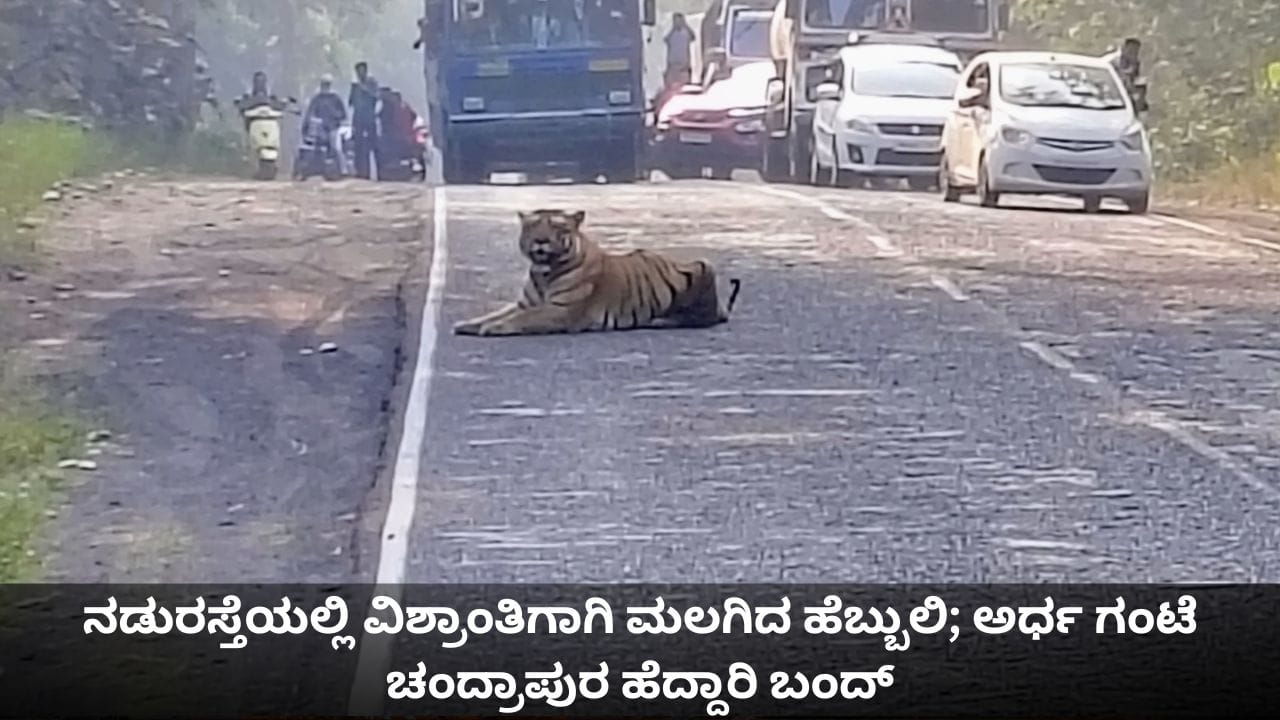 ನಡುರಸ್ತೆಯಲ್ಲಿ ವಿಶ್ರಾಂತಿಗಾಗಿ ಮಲಗಿದ ಹೆಬ್ಬುಲಿ; ಅರ್ಧ ಗಂಟೆ ಚಂದ್ರಾಪುರ ಹೆದ್ದಾರಿ ಬಂದ್