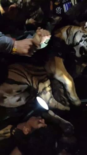 ಅಂತು ಇಂತು ಹುಲಿ ಸೆರೆ: ನಿಟ್ಟುಸಿರು ಬಿಟ್ಟ ಜನ