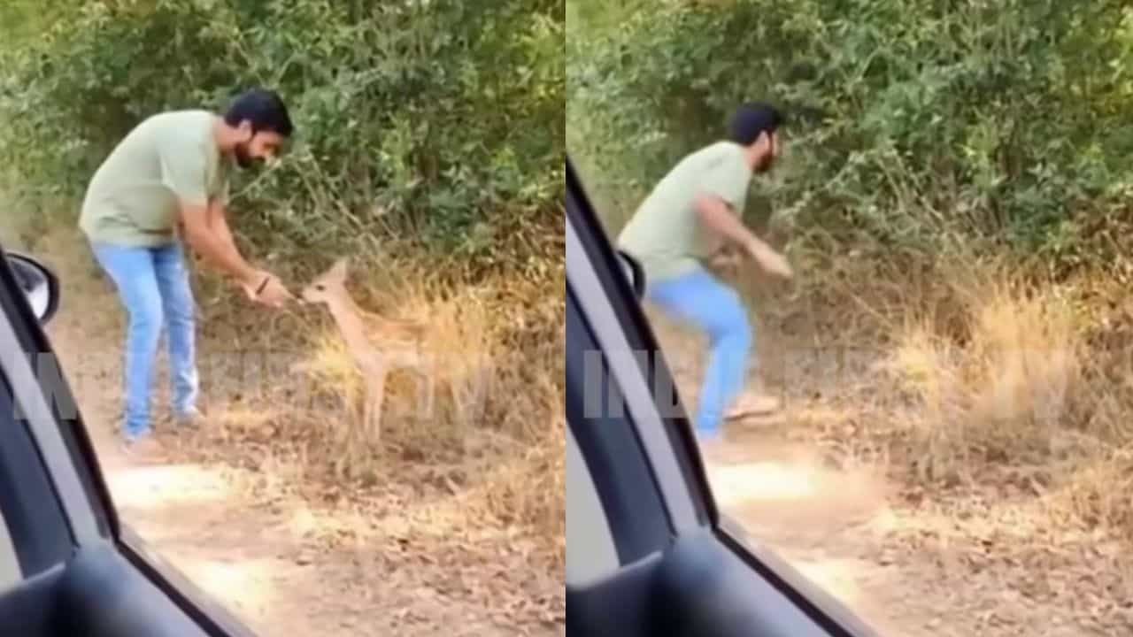 Video: ಪ್ರವಾಸಿಗ ಹುಲಿ ಬಾಯಿಂದ ಜಸ್ಟ್ ಮಿಸ್; ಭಯಾನಕ ವೈರಲ್ ವಿಡಿಯೋ ಇಲ್ಲಿದೆ Video: ಪ್ರವಾಸಿಗ ಹುಲಿ ಬಾಯಿಂದ ಜಸ್ಟ್ ಮಿಸ್; ಭಯಾನಕ ವೈರಲ್ ವಿಡಿಯೋ ಇಲ್ಲಿದೆ