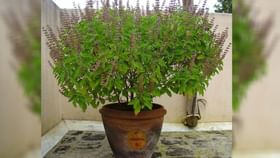 ತುಳಸಿ ಕುಂಡದ ಮಣ್ಣಿನಲ್ಲಿದೆ ಅಪಾರ ಪ್ರಯೋಜನ; ಜ್ಯೋತಿಷ್ಯ ಸಲಹೆ ಇಲ್ಲಿದೆ