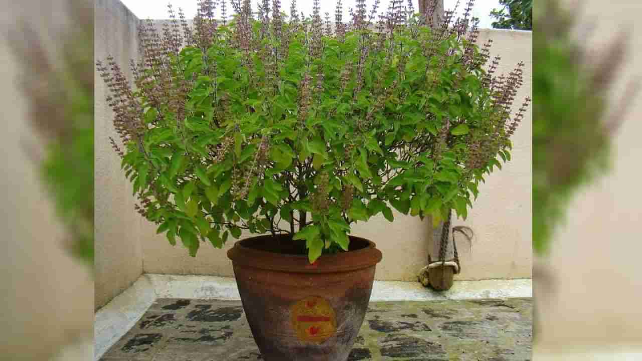 Daily Devotional: ತುಳಸಿ ಕುಂಡದ ಮಣ್ಣಿನಲ್ಲಿದೆ ಅಪಾರ ಪ್ರಯೋಜನ; ಜ್ಯೋತಿಷ್ಯ ಸಲಹೆ ಇಲ್ಲಿದೆ