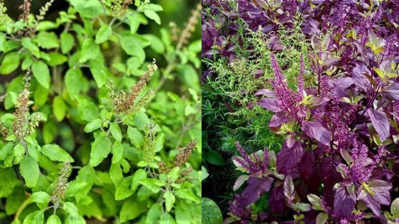 ರಾಮ v/s ಶ್ಯಾಮ ತುಳಸಿ: ಮನೆಯಲ್ಲಿ ಯಾವ ತುಳಸಿ ಗಿಡ ನೆಡುವುದು ಬಹಳ ಒಳ್ಳೆಯದು? ರಾಮ v/s ಶ್ಯಾಮ ತುಳಸಿ: ಮನೆಯಲ್ಲಿ ಯಾವ ತುಳಸಿ ಗಿಡ ನೆಡುವುದು ಬಹಳ ಒಳ್ಳೆಯದು?