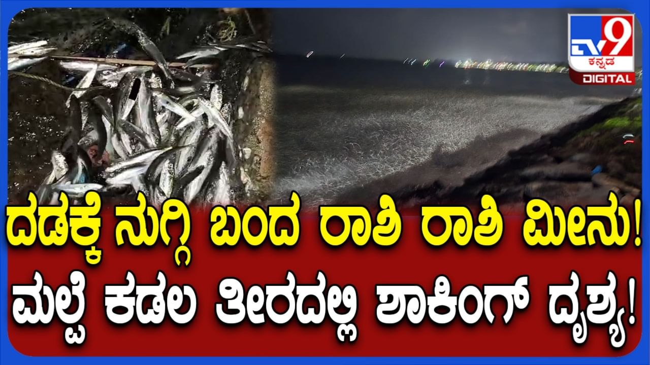 ಸಮುದ್ರ ತೀರಕ್ಕೆ ಅಪ್ಪಳಿಸಿದ ರಾಶಿ ರಾಶಿ ಮೀನು! ಮಲ್ಪೆ ಸೀವಾಕ್ ಬಳಿ ಅಚ್ಚರಿಯ ಘಟನೆ, ವಿಡಿಯೋ ವೈರಲ್ ಸಮುದ್ರ ತೀರಕ್ಕೆ ಅಪ್ಪಳಿಸಿದ ರಾಶಿ ರಾಶಿ ಮೀನು! ಮಲ್ಪೆ ಸೀವಾಕ್ ಬಳಿ ಅಚ್ಚರಿಯ ಘಟನೆ, ವಿಡಿಯೋ ವೈರಲ್