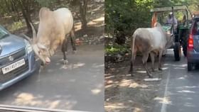 ರಸ್ತೆಯಲ್ಲಿ ಹೋಗ್ತಿದ್ದ ಕಾರನ್ನು ತಡೆದು ನಿಲ್ಲಿಸಿ ಗೂಳಿಯ ಪೌರುಷ