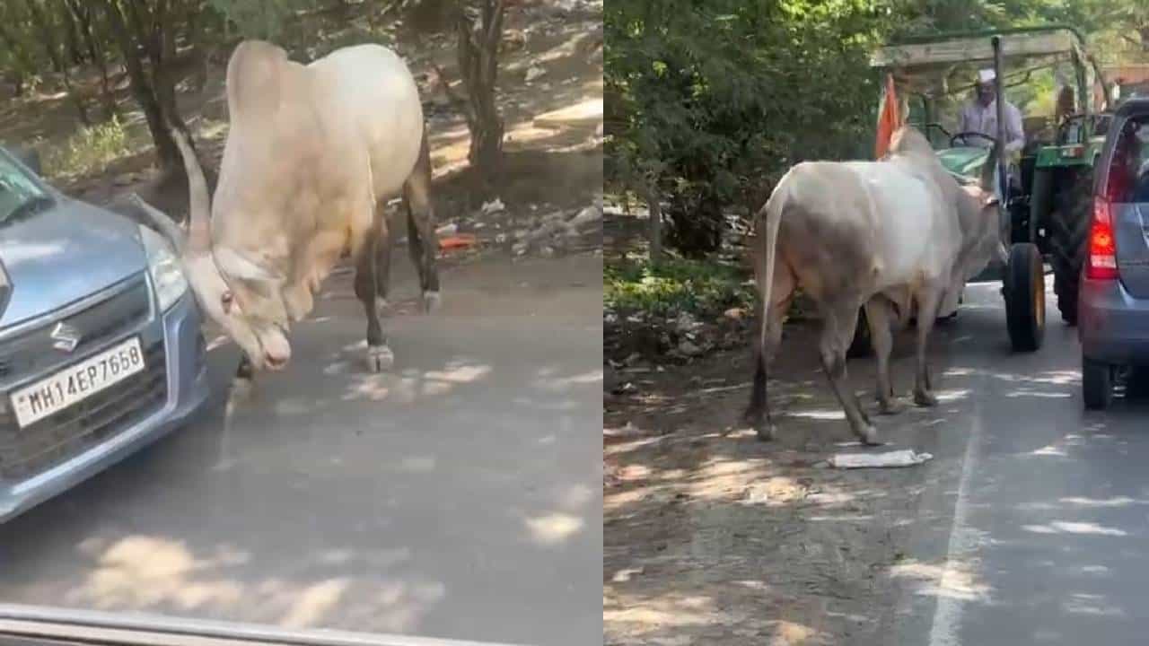Video: ನಾನು ಈ ಏರಿಯಾ ಡಾನ್; ಕಾರನ್ನು ಅಡ್ಡಗಟ್ಟಿ ಗೂಳಿಯ ದಾದಾಗಿರಿ Video: ನಾನು ಈ ಏರಿಯಾ ಡಾನ್; ಕಾರನ್ನು ಅಡ್ಡಗಟ್ಟಿ ಗೂಳಿಯ ದಾದಾಗಿರಿ