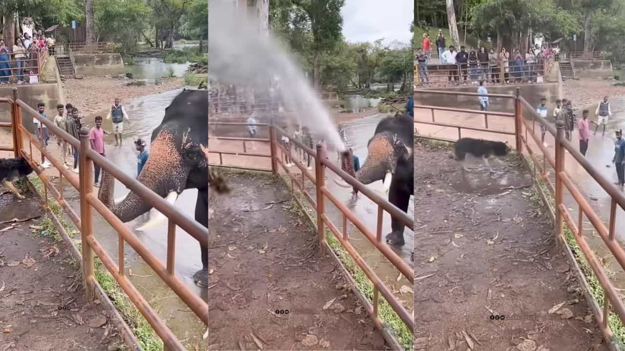 Video: ಶ್ವಾನಕ್ಕೆ ಸೊಂಡಿಲಿನಿಂದ ನೀರು ಎರಚುತ್ತಾ ಖುಷಿ ಪಟ್ಟ ಕಂಜನ್ ಆನೆ Video: ಶ್ವಾನಕ್ಕೆ ಸೊಂಡಿಲಿನಿಂದ ನೀರು ಎರಚುತ್ತಾ ಖುಷಿ ಪಟ್ಟ ಕಂಜನ್ ಆನೆ