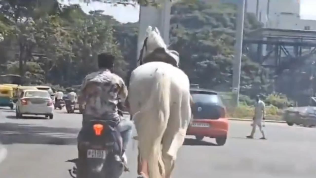 ಬೆಂಗಳೂರು: ಸ್ಕೂಟಿಗೆ ಕುದುರೆ ಕಟ್ಟಿ ಎಳೆದ ವ್ಯಕ್ತಿ, ಸೋಶಿಯಲ್ ಮೀಡಿಯಾದಲ್ಲಿ ವೀಡಿಯೋ ವೈರಲ್