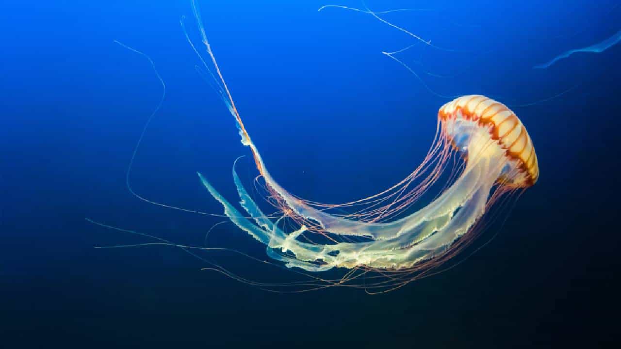 World Jellyfish Day 2025: ಸಾಗರ ಪರಿಸರ ವ್ಯವಸ್ಥೆಯನ್ನು ಸಮತೋಲನದಲ್ಲಿಡುವಲ್ಲಿ ಜೆಲ್ಲಿ ಮೀನುಗಳ ಪಾತ್ರ ಅಪಾರ World Jellyfish Day 2025: ಸಾಗರ ಪರಿಸರ ವ್ಯವಸ್ಥೆಯನ್ನು ಸಮತೋಲನದಲ್ಲಿಡುವಲ್ಲಿ ಜೆಲ್ಲಿ ಮೀನುಗಳ ಪಾತ್ರ ಅಪಾರ