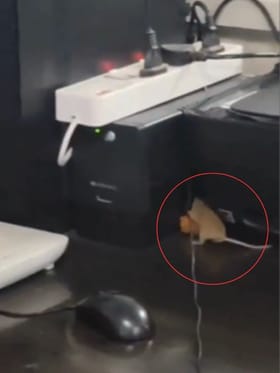 ನವಜಾತ ಶಿಶು ಆರೈಕೆ ಘಟಕದಲ್ಲಿ ಇಲಿ