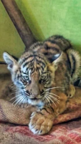 ಮೈಸೂರು ಜಿಲ್ಲೆಯಲ್ಲಿ ಮತ್ತೊಂದು ಹುಲಿ ಮರಿ ಸೆರೆ