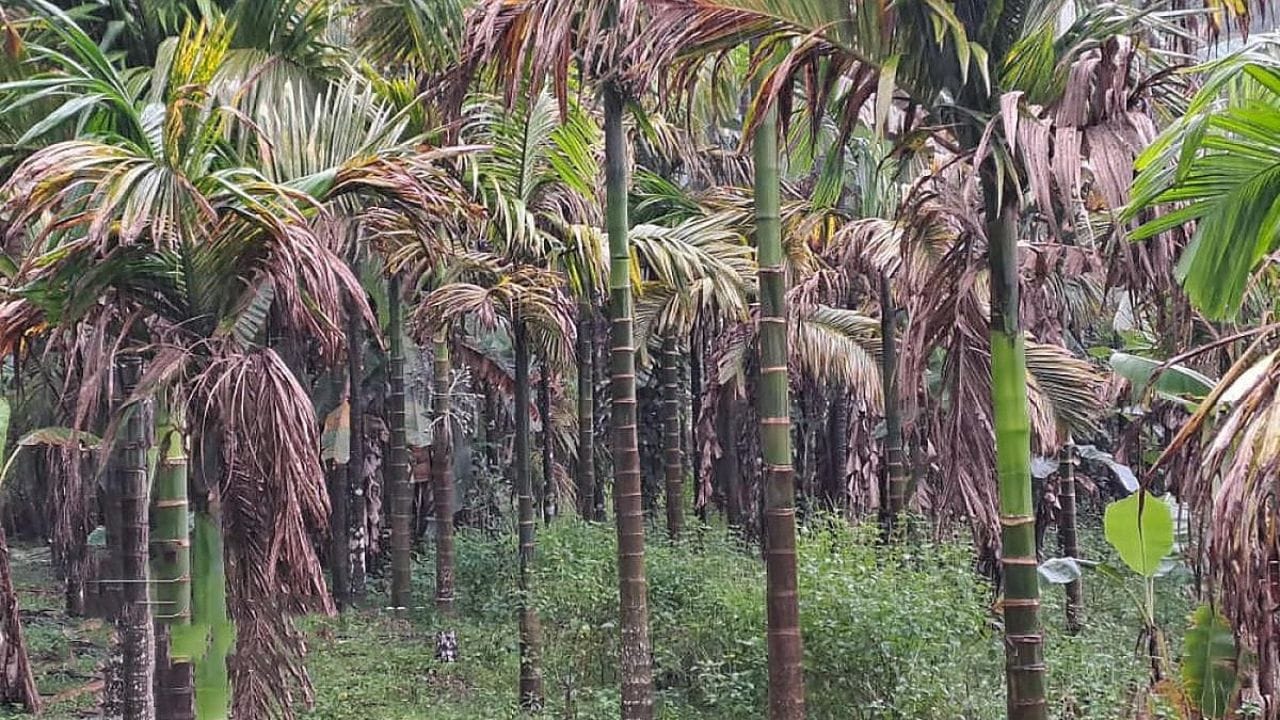 ಕರ್ನಾಟಕ ಅಡಕೆ ಬೆಳೆಗಾರರ ಸಮಸ್ಯೆ ಪರಿಹರಿಸಲು ಕೇಂದ್ರ ಕೈಗೊಂಡ ಕ್ರಮಗಳೇನು? ಕೇಂದ್ರ ಕೃಷಿ ಸಚಿವ ಹೇಳಿದ್ದೇನು? ಕರ್ನಾಟಕ ಅಡಕೆ ಬೆಳೆಗಾರರ ಸಮಸ್ಯೆ ಪರಿಹರಿಸಲು ಕೇಂದ್ರ ಕೈಗೊಂಡ ಕ್ರಮಗಳೇನು? ಕೇಂದ್ರ ಕೃಷಿ ಸಚಿವ ಹೇಳಿದ್ದೇನು?