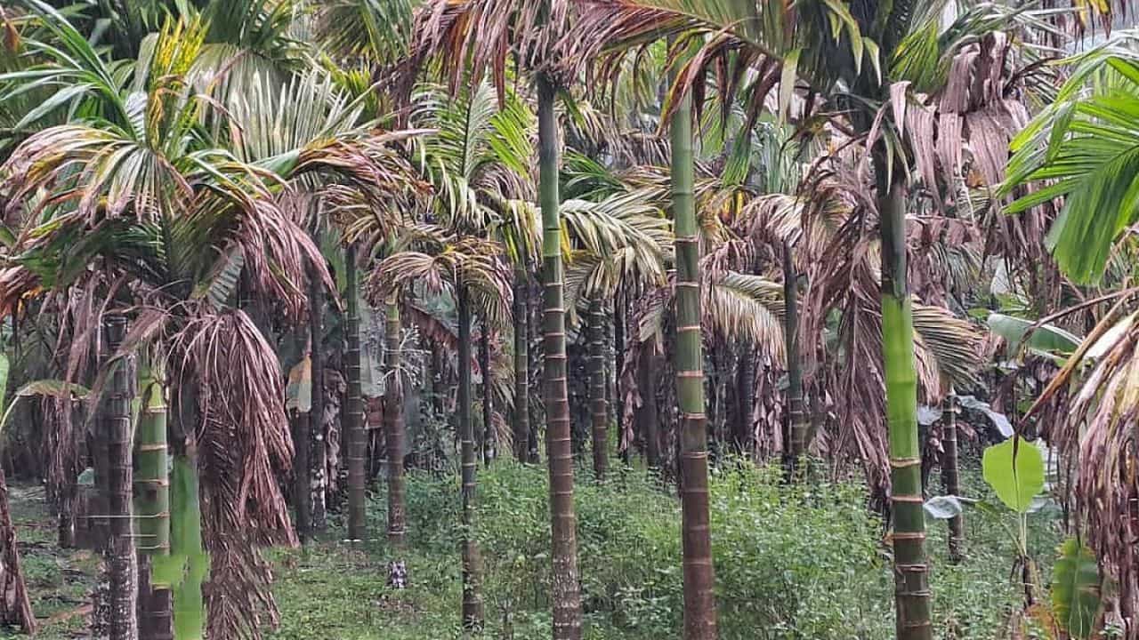 ಕರ್ನಾಟಕ ಅಡಕೆ ಬೆಳೆಗಾರರ ಸಮಸ್ಯೆ ಪರಿಹರಿಸಲು ಕೇಂದ್ರ ಕೈಗೊಂಡ ಕ್ರಮಗಳೇನು? ಕೇಂದ್ರ ಕೃಷಿ ಸಚಿವ ಹೇಳಿದ್ದೇನು? ಕರ್ನಾಟಕ ಅಡಕೆ ಬೆಳೆಗಾರರ ಸಮಸ್ಯೆ ಪರಿಹರಿಸಲು ಕೇಂದ್ರ ಕೈಗೊಂಡ ಕ್ರಮಗಳೇನು? ಕೇಂದ್ರ ಕೃಷಿ ಸಚಿವ ಹೇಳಿದ್ದೇನು?