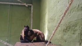 ಬನ್ನೇರುಘಟ್ಟ ಝೂಗೆ ದಕ್ಷಿಣ ಆಫ್ರಿಕಾದ ಕ್ಯಾಪುಚಿನ್ ಕೋತಿಗಳ ಎಂಟ್ರಿ