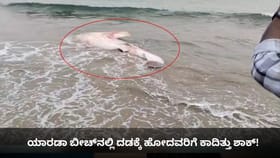 ಯಾರಡಾ ಬೀಚ್​​ನಲ್ಲಿ ದಡಕ್ಕೆ ಹೋದವರಿಗೆ ಕಾದಿತ್ತು ಶಾಕ್!