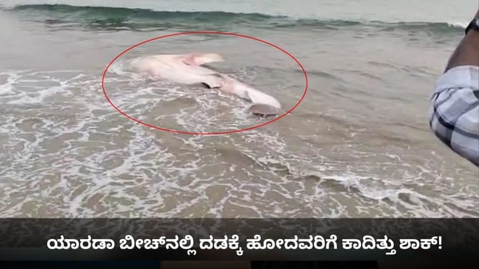 ಯಾರಡಾ ಬೀಚ್​​ನಲ್ಲಿ ದಡಕ್ಕೆ ಹೋದವರಿಗೆ ಕಾದಿತ್ತು ಶಾಕ್!