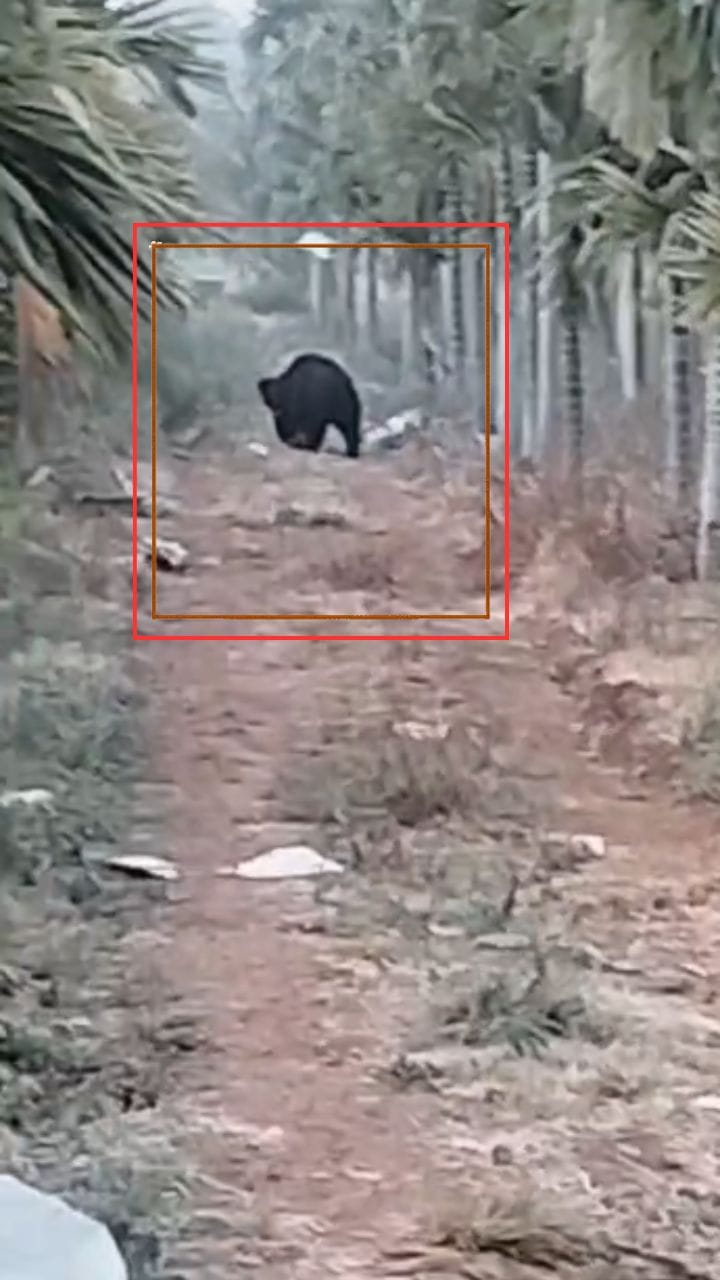 ತೋಟಕ್ಕೆ ಬಂದವರಿಗೆ ಶಾಕ್​​ಕೊಟ್ಟ ಜಾಂಬವಂತ!