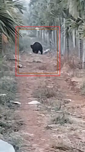 ತೋಟಕ್ಕೆ ಬಂದವರಿಗೆ ಶಾಕ್​​ಕೊಟ್ಟ ಜಾಂಬವಂತ!