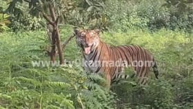 ಬಿಳಿಗಿರಿ ಟೈಗರ್ ರಿಸರ್ವ್ ಫಾರೆಸ್ಟ್‌ ಗಡಿಯಲ್ಲಿ ದೈತ್ಯ ಹುಲಿ ಪ್ರತ್ಯಕ್ಷ