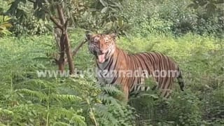 ಸರ್ಕಲ್‌ ಮಧ್ಯೆ ಕೈಕೊಟ್ಟ ಡಕೋಟಾ ಸರ್ಕಾರಿ ಬಸ್: ಪ್ರಯಾಣಿಕರು ಮಾಡಿದ್ದೇನು ನೋಡಿ