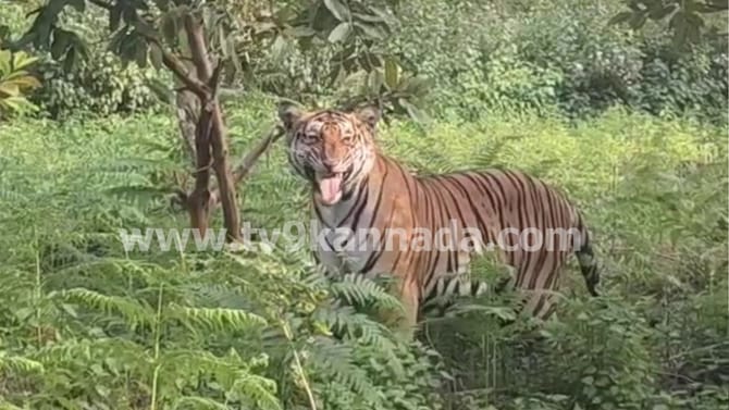 ಬಿಳಿಗಿರಿ ಟೈಗರ್ ರಿಸರ್ವ್ ಫಾರೆಸ್ಟ್‌ ಗಡಿಯಲ್ಲಿ ದೈತ್ಯ ಹುಲಿ ಪ್ರತ್ಯಕ್ಷ