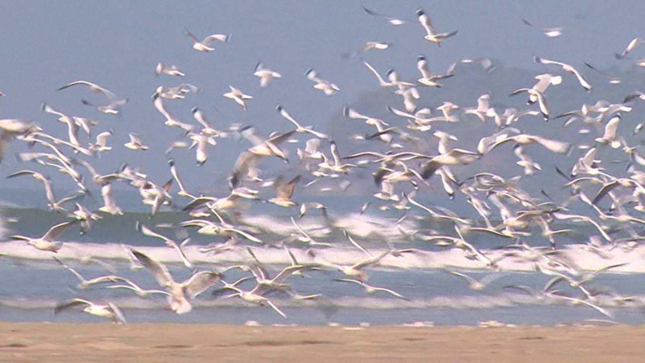 ಕರ್ನಾಟಕದ ಹಲವು ಜಿಲ್ಲೆಗಳಲ್ಲಿ ಕೊರೆಯುವ ಚಳಿ ಇದ್ದರೆ, ಇತ್ತ ಉತ್ತರ ಕನ್ನಡ ಜಿಲ್ಲೆಯ ಕರಾವಳಿಯಲ್ಲಿ ಚಳಿಯ ಪ್ರಮಾಣ ಕಡಿಮೆ ಇದೆ. ಹೀಗಾಗಿ ತೀರ ಪ್ರದೇಶಗಳಿಗೆ ವಿದೇಶಿ ಹಕ್ಕಿಗಳು ಹಾರಿ ಬರುತ್ತಿವೆ. ಅಂಕೋಲಾದ ಕಡಲ ತೀರಕ್ಕೆ ಸೀಗಲ್​​ಗಳ ಕಲರವ ಮನೆ ಮಾಡಿದೆ.
