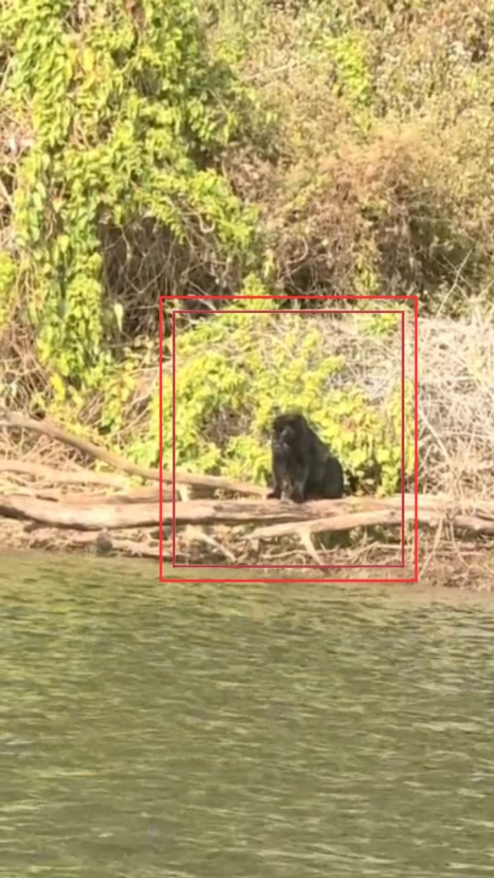 ಭದ್ರಾ ಹುಲಿ ಸಂರಕ್ಷಿತಾರಣ್ಯದಲ್ಲಿ ಬ್ಲ್ಯಾಕ್ ಪ್ಯಾಂಥರ್ ಪ್ರತ್ಯಕ್ಷ