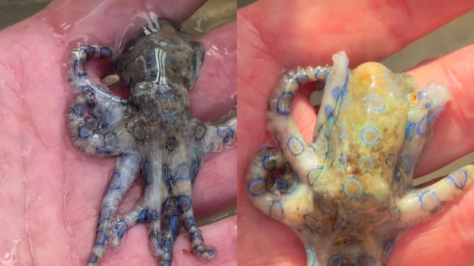 ಯಮನನ್ನೇ ಕೈಯಲ್ಲಿ ಹಿಡಿದುಕೊಂಡ ವ್ಯಕ್ತಿ