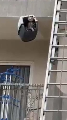 ಅಪಾರ್ಟ್ಮೆಂಟ್​​ ಸಜ್ಜಾದ ಮೇಲೆ ಸಿಲುಕಿದ್ದ ಬೆಕ್ಕಿನ ರಕ್ಷಣೆ