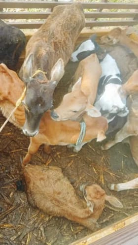 ಚಾಮರಾಜನಗರ: ಕಸಾಯಿಖಾನೆಗೆ ಸಾಗಾಟವಾಗುತ್ತಿದ್ದ 14 ಕರುಗಳ ರಕ್ಷಣೆ