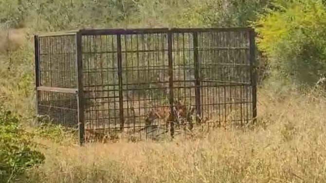 ಚಾಮರಾಜನಗರ ಬೋನಿಗೆ ಬಿದ್ದ ಹುಲಿ