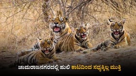 ವ್ಯಾಘ್ರಗಳನ್ನು ಹಿಡಿಯಲಾಗದೆ ತಲೆ ಮೇಲೆ ಕೈ ಹೊತ್ತು ಕುಳಿತ ಇಲಾಖೆ