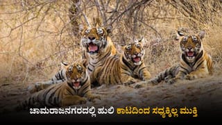 ಚಾಮರಾಜನಗರ: ಹುಲಿ ಕಾಟದಿಂದ ಸದ್ಯಕ್ಕಿಲ್ಲ ಮುಕ್ತಿ; ವ್ಯಾಘ್ರಗಳನ್ನು ಹಿಡಿಯಲಾಗದೆ ತಲೆ ಮೇಲೆ ಕೈ ಹೊತ್ತು ಕುಳಿತ ಅರಣ್ಯ ಇಲಾಖೆ