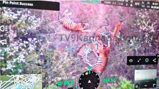 ಚಾಮರಾಜನಗರದಲ್ಲಿ 5 ಹುಲಿಗಳು ಪ್ರತ್ಯಕ್ಷ: ನಿಷೇಧಾಜ್ಞೆ ಜಾರಿ, ಹೊರಬರದಂತೆ ಸೂಚನೆ