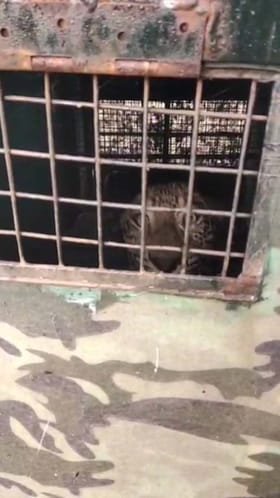 ಸಾಕು ನಾಯಿ ಹೊತ್ತೊಯ್ದಿದ್ದ ಚಿರತೆ ಸೆರೆ