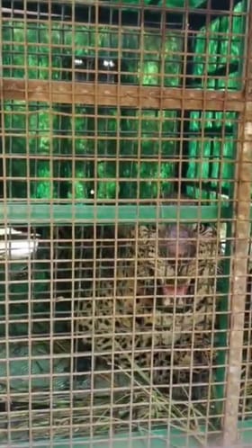 ಬೋನಿಗೆ ಬಿದ್ದ ಗಂಡು ಚಿರತೆ ಸೆರೆ