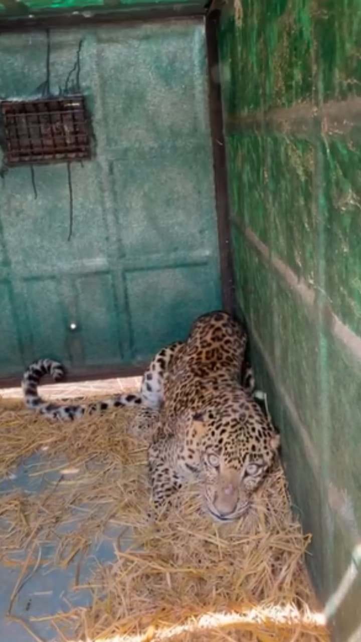 ಬೋನಿಗೆ ಬಿದ್ದ ಚಿರತೆ: ನಿಟ್ಟುಸಿರುಬಿಟ್ಟ ಗ್ರಾಮಸ್ಥರು