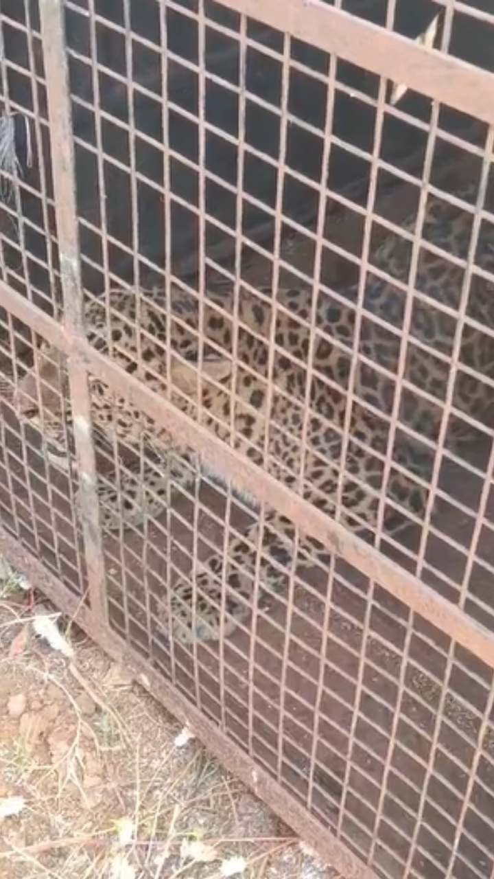 ಮಂಡ್ಯದಲ್ಲಿ ಬೋನಿಗೆ ಬಿದ್ದ ಚಿರತೆ