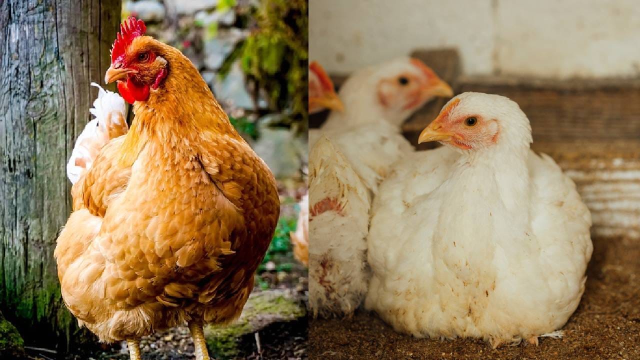 ಬ್ರಾಯ್ಲರ್ Vs ನಾಟಿ ಕೋಳಿ; ಇವೆರಡರಲ್ಲಿ ಯಾವುದರ ಸೇವನೆ ಆರೋಗ್ಯಕ್ಕೆ ಉತ್ತಮ? ಬ್ರಾಯ್ಲರ್ Vs ನಾಟಿ ಕೋಳಿ; ಇವೆರಡರಲ್ಲಿ ಯಾವುದರ ಸೇವನೆ ಆರೋಗ್ಯಕ್ಕೆ ಉತ್ತಮ?